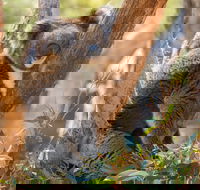 Cleland Wildlife Park - eAccommodation