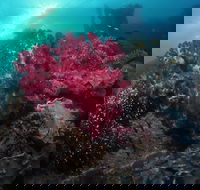 Luncheon Bay Dive Site - eAccommodation