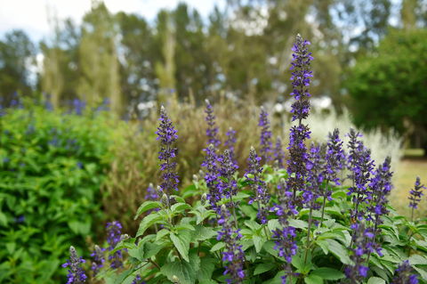 Picton Botanic Gardens - eAccommodation 1