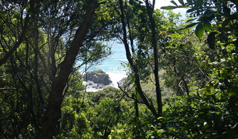 Rainforest Walking Track, Hat Head National Park - eAccommodation 0