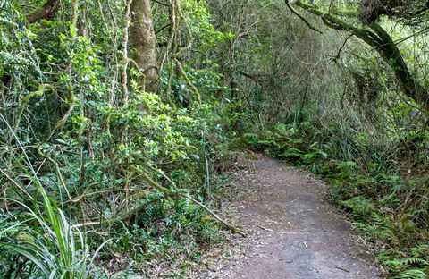 Rainforest Walking Track, Roberston Nature Reserve - eAccommodation 0