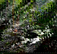 Strickland State Forest - eAccommodation