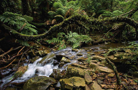 Budderoo National Park - eAccommodation 0
