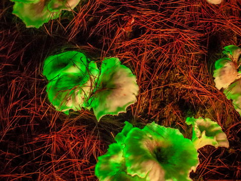 Ghost Mushroom Lane - eAccommodation 0