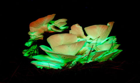 Ghost Mushroom Lane - eAccommodation 1