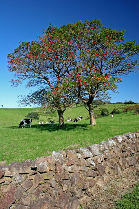 Historic Dry Stone Walls Kiama - eAccommodation 0