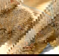 Koala Reserve - eAccommodation