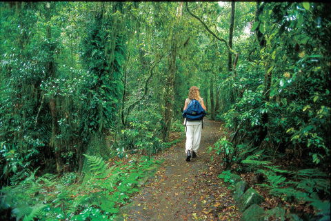 Mount Cougal, Springbrook National Park - eAccommodation 0