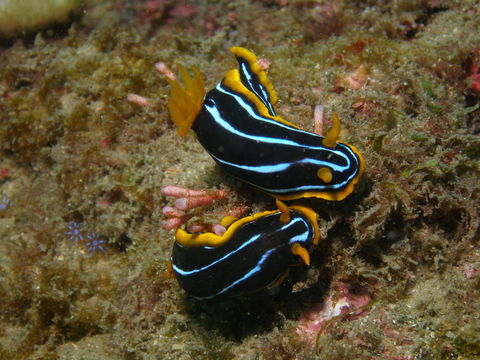 Mudjimba (Old Woman) Island Dive Site - eAccommodation 1