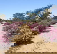 Reynoldson's Flora Reserve - eAccommodation