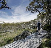 Snow Gums boardwalk - eAccommodation