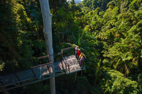Tamborine Rainforest Skywalk - eAccommodation 1