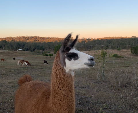 The Llama Farm - eAccommodation 0