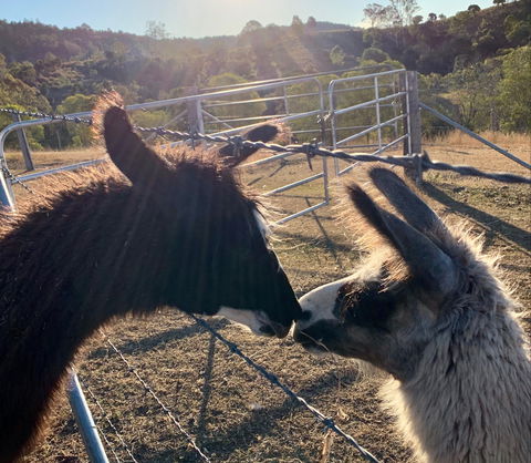 The Llama Farm - eAccommodation 1