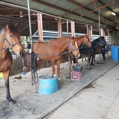 The Equine Club - eAccommodation 0