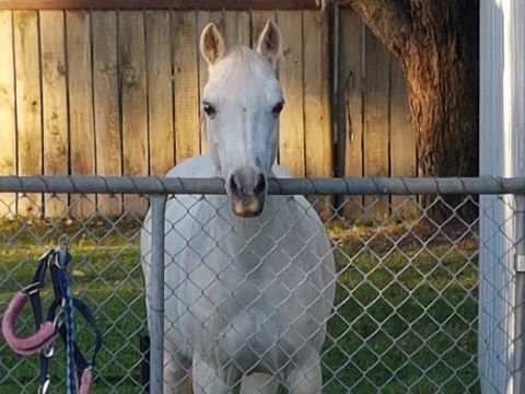 The Equine Club - eAccommodation 2