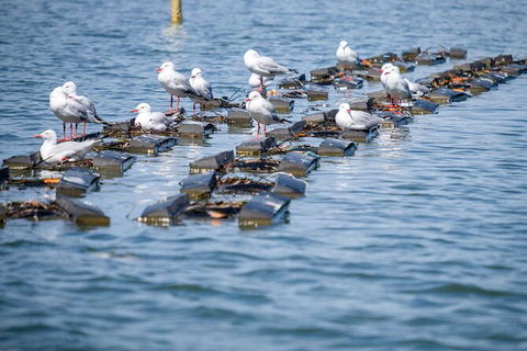 Catch A Crab Tour With Optional Seafood Lunch - eAccommodation 2