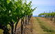 Hunter Valley Wine Tour Ex Newcastle Incl Lunch, Cheese, Chocolate & Distillery - thumb 9