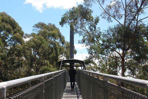 Illawarra Fly Treetop Adventures Admission Including Zipline Tour - eAccommodation 2