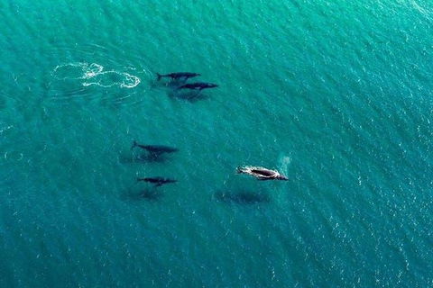 40-45 Minute Port Stephens And Stockton Beach Helicopter Flight - For 2 - eAccommodation 5