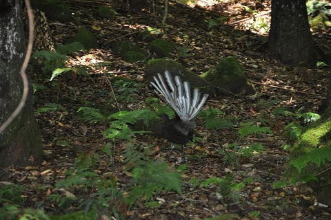 All-Inclusive Blue Mountains Tour In A Luxury Mercedes Sprinter - eAccommodation 5