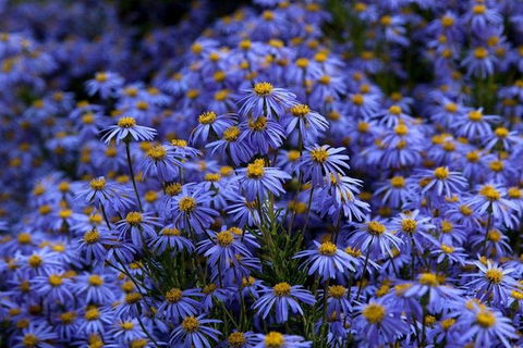 Blue Mountains Botanic Garden And Bilpin Tour From Katoomba With Cider Tasting - eAccommodation 3