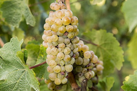 Bathurst Wine Trail Full-Day Private Tour With Tastings - eAccommodation 8