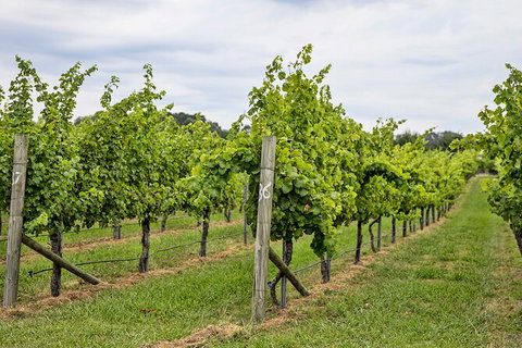 Bathurst Wine Trail Full-Day Private Tour With Tastings - eAccommodation 10