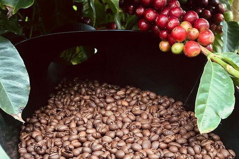 Coffee Farm Tour And Workshop, Byron Bay Hinterland - eAccommodation 1