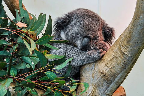 Blue Mountains Highlights, Wildlife Park And Scenic World Full Day Private Tour - eAccommodation 1