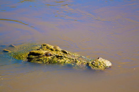 Jumping Crocs & Nature Adventure Cruise From Darwin - eAccommodation 9