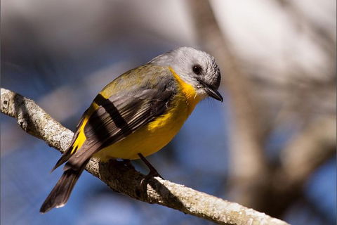 Everglades Eco Safari To Australia\'s Everglades - eAccommodation 6