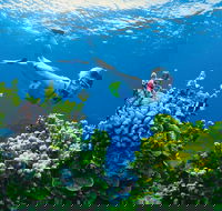 Full Day Snorkel In The Great Barrier Reef - eAccommodation