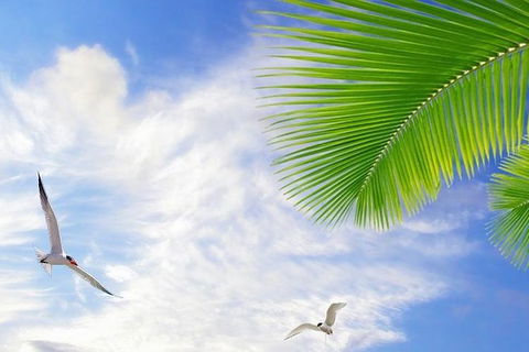 Airport Transfer - Mission Beach To Cairns Airport - eAccommodation 4