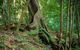 Private Daintree Mossman Gorge Exclusive Nature And Wildlife Focus - thumb 0
