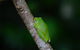 Private Daintree Mossman Gorge Exclusive Nature And Wildlife Focus - thumb 6