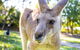 Virtual Interactive Australian Wildlife Tour With Private Guide-Wildlife Habitat - thumb 6