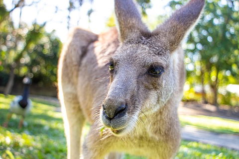 Virtual Interactive Australian Wildlife Tour With Private Guide-Wildlife Habitat - eAccommodation 6