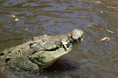 Virtual Interactive Australian Wildlife Tour With Private Guide-Wildlife Habitat - eAccommodation 2