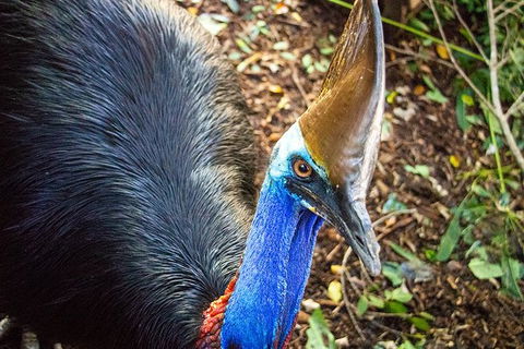 Virtual Interactive Australian Wildlife Tour With Private Guide-Wildlife Habitat - eAccommodation 5