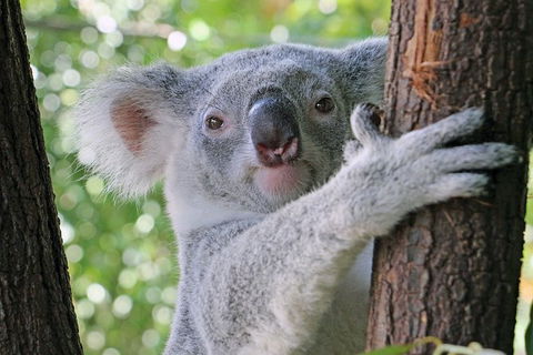 Virtual Interactive Australian Wildlife Tour With Private Guide-Wildlife Habitat - eAccommodation 0