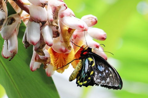 Australian Butterfly Sanctuary- Virtual Interactive Tour With Private Guide - eAccommodation 7