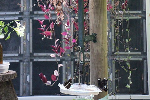 Australian Butterfly Sanctuary- Virtual Interactive Tour With Private Guide - eAccommodation 6