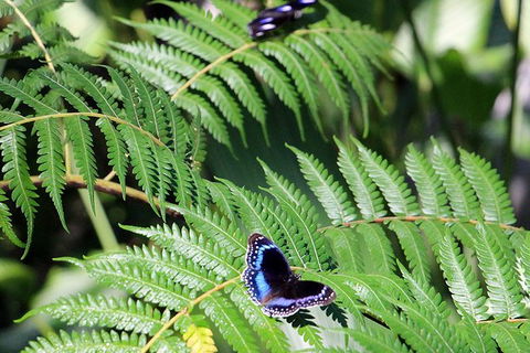 Australian Butterfly Sanctuary- Virtual Interactive Tour With Private Guide - eAccommodation 3