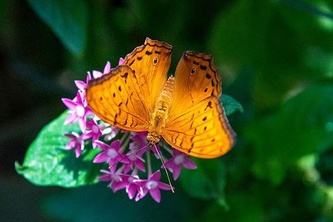 Australian Butterfly Sanctuary- Virtual Interactive Tour With Private Guide - eAccommodation 1