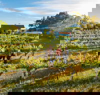 Barossa Valley Highlights from Barossa Valley Including Wine and Cheese Tasting - eAccommodation