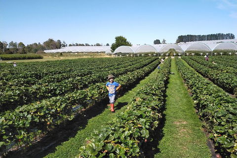Tamar Valley Food And Wine Boutique Tours - eAccommodation 21