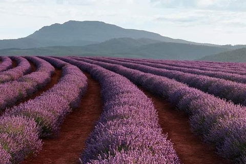 Tamar Valley Food And Wine Boutique Tours - eAccommodation 1
