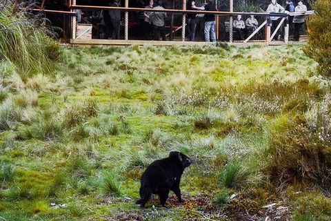 1-Hour Tasmanian Devil Feeding Day Tour At Cradle Mountain - eAccommodation 4