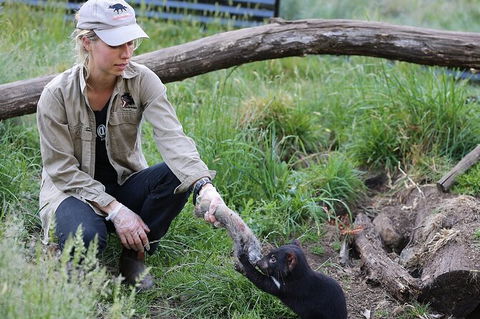 1-Hour Tasmanian Devil Feeding Day Tour At Cradle Mountain - eAccommodation 0